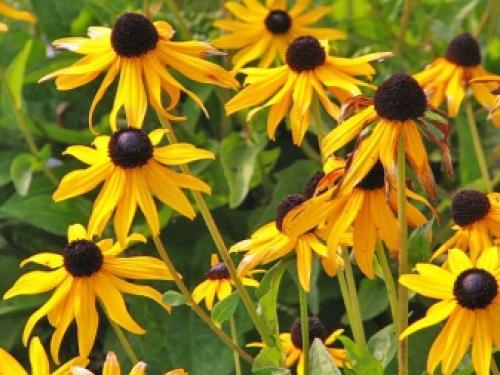 7 лучших вариантов многолетних цветов.. Популярные цветы-многолетники для сада и дачного участка 05