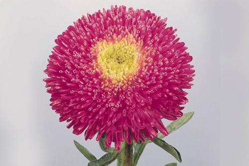 Посадка цветов в зиму. Правила осенних работ 01 Посадка цветов в зиму. Правила осенних работ 01