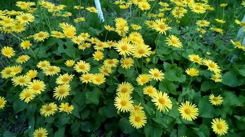 Посадка цветов в зиму. Правила осенних работ 08 Посадка цветов в зиму. Правила осенних работ 08