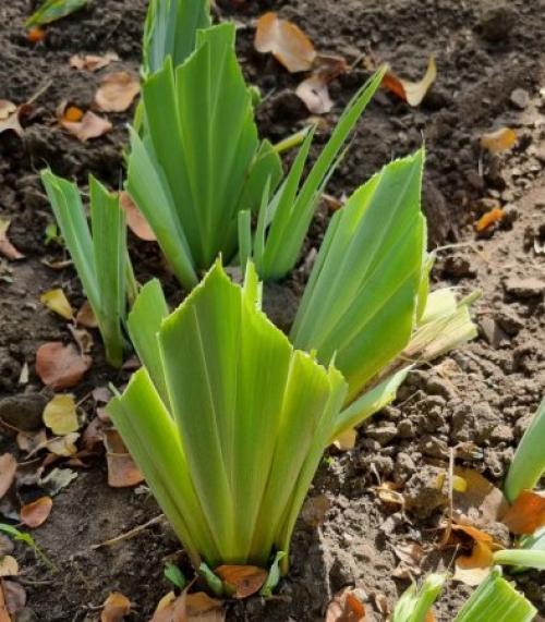 Осенняя обрезка многолетних цветов. Какие многолетники нужно обрезать осенью, а какие нельзя