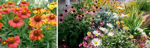 Осенняя посадка и пересадка многолетних цветов. КАК ПРОВОДИТЬ ДЕЛЕНИЕ МНОГОЛЕТНИХ ЦВЕТОВ