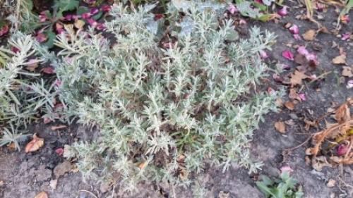 Осенняя обрезка многолетних цветов. Какие многолетники нужно обрезать осенью, а какие нельзя