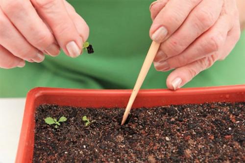 Какие многолетние цветы можно посадить осенью семенами. ТОП-22, какие цветы можно сажать осенью под зиму
