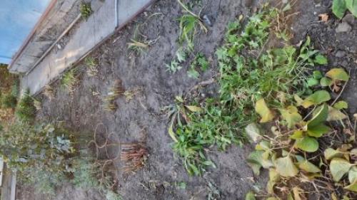 Осенняя обрезка многолетних цветов. Какие многолетники нужно обрезать осенью, а какие нельзя