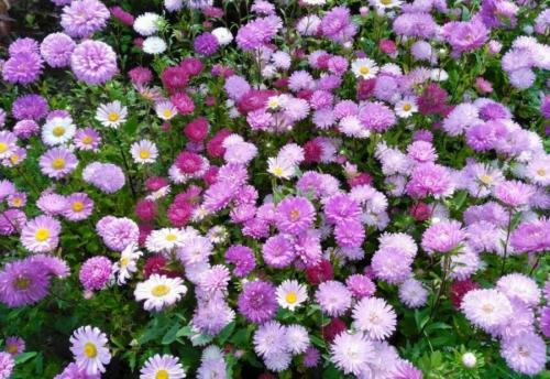 Какие цветы можно посадить под зиму. 12 цветов, которые можно посадить осенью под зиму + Правила посадки