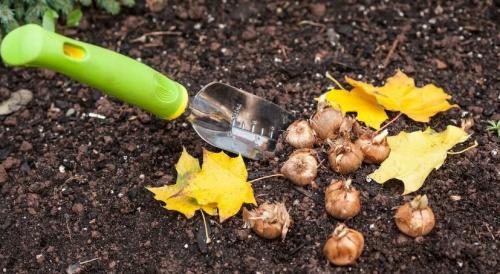 Какие цветы можно посадить под зиму. 12 цветов, которые можно посадить осенью под зиму + Правила посадки