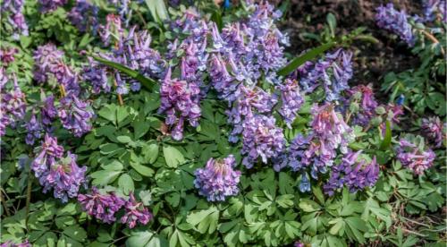 В каком месяце сажают многолетние цветы. Что из многолетников можно посеять летом? 01