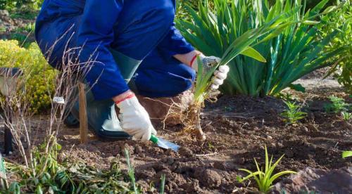 Когда лучше пересаживать многолетние цветы. Добавление статьи в новую подборку 01