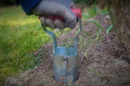 Какие цветы посадить осенью, чтобы цвели все лето. Посадка луковичных