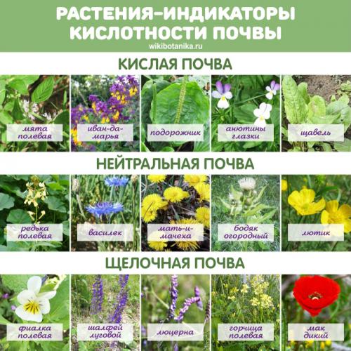 Как определить кислотность почвы по растениям. Растения-индикаторы кислотных, нейтральных и щелочных почв
