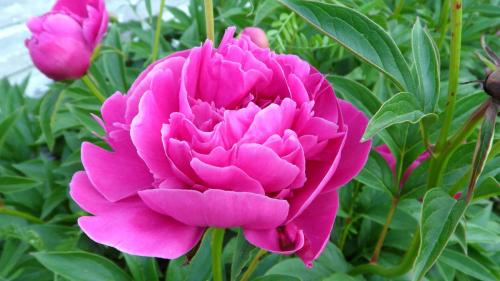 В какое время года лучше сажать многолетние цветы. Когда сажать многолетние цветы 12