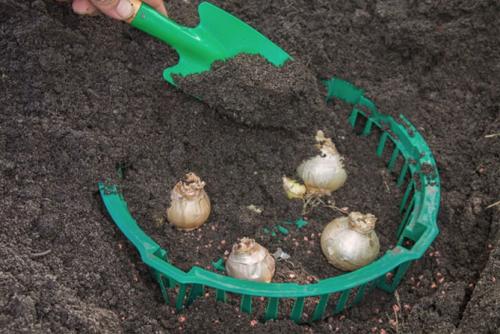 Какие цветы посадить осенью, чтобы цвели все лето. Посадка луковичных