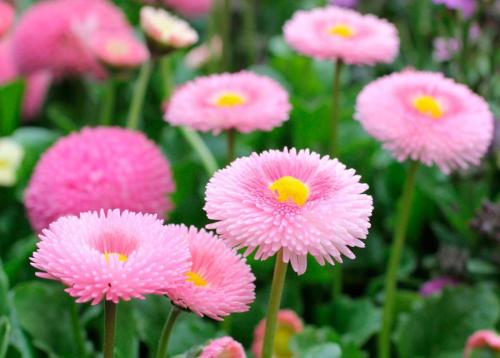 В какое время года лучше сажать многолетние цветы. Когда сажать многолетние цветы