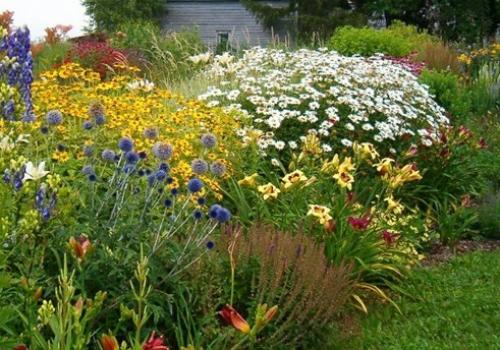 Когда сажать многолетние цветы семенами. Многолетние цветы – идеальное решение для создания красивых клумб!