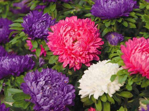 Посадка многолетних цветов осенью. Посадка цветов под зиму