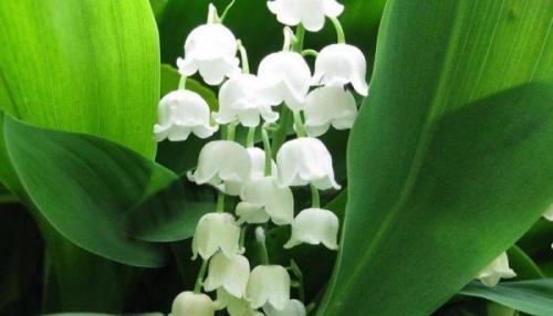 В какое время года лучше сажать многолетние цветы. Когда сажать многолетние цветы