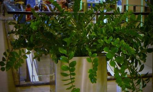 В какое время года лучше сажать многолетние цветы. Когда сажать многолетние цветы