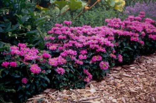 Когда сажать многолетние цветы семенами. Многолетние цветы – идеальное решение для создания красивых клумб!