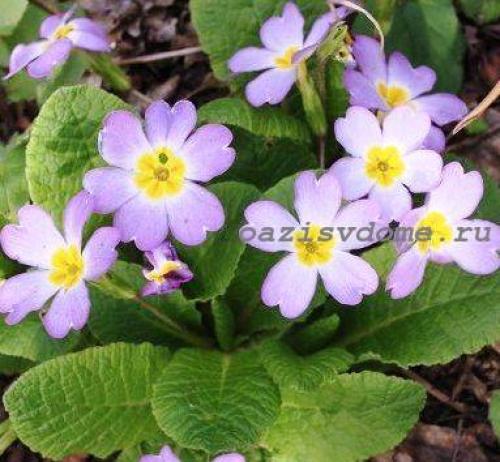 Посадка многолетних цветов осенью. Посадка цветов под зиму 13