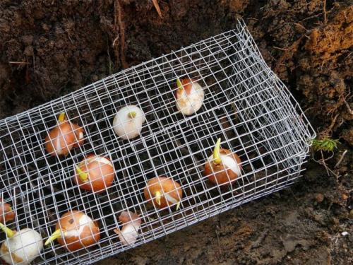 Какие цветы посадить осенью, чтобы цвели все лето. Посадка луковичных