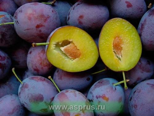 Вкуснейшие рецепты сливы на зиму: как сохранить фрукты на долгое время 22