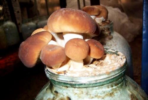 Как вырастить грибы в квартире. Выращивание грибов в домашних условиях 06