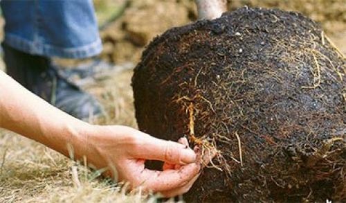 Стебель яблони. Яблоня – описание, посадка, уход