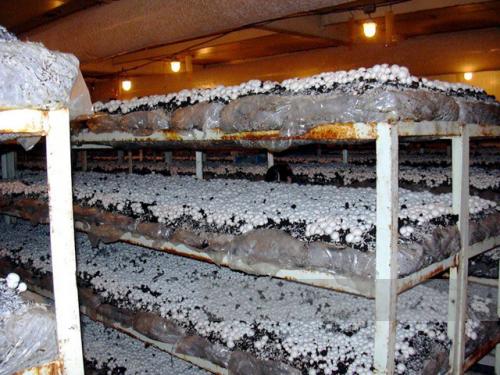 Как выращивать грибы. Как вырастить шампиньоны?