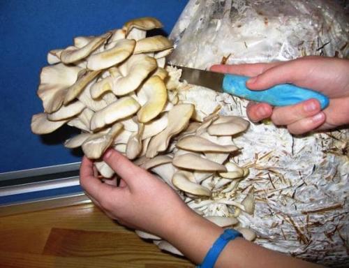 Как вырастить грибы в квартире. Выращивание грибов в домашних условиях 05