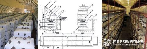 Как вырастить грибы в квартире. Выращивание грибов в домашних условиях 02