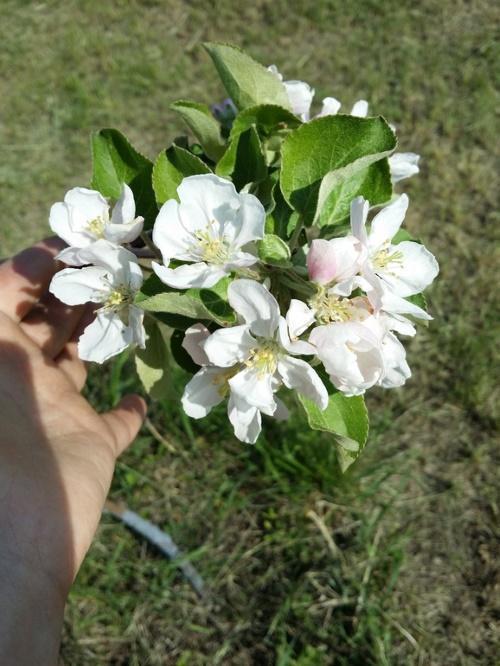 Цветение яблони. Цветение яблонь: в каком возрасте и в каком месяце наступает