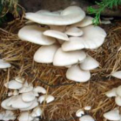 Как вырастить грибы в квартире. Выращивание грибов в домашних условиях