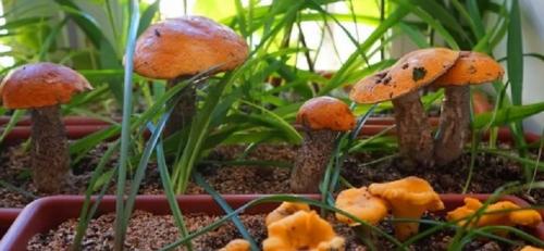 Как вырастить грибы в квартире. Выращивание грибов в домашних условиях 08