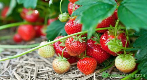 Что такое суперфосфат, как удобрение. Добавление статьи в новую подборку 03