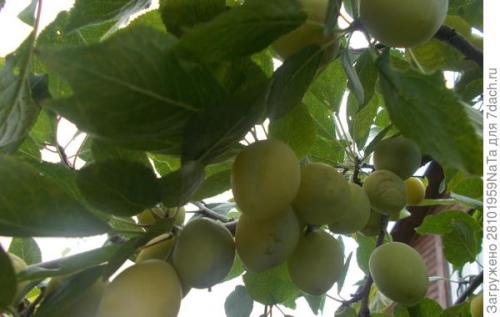 Какие виды консервирования используются для желтых слив на зиму