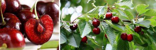 Какие сорта черешни наиболее зимостойкие и урожайные для осенней посадки. ЧЕРЕШНЯ ДЛЯ СЕВЕРНЫХ РЕГИОНОВ