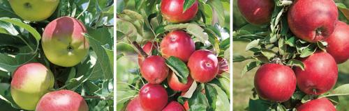 Какие сорта яблони наиболее зимостойкие и урожайные для осенней посадки. ПОЧЕМУ ОСЕННИЕ СОРТА ЯБЛОНЬ ЛУЧШЕ ЛЕТНИХ И ЗИМНИХ