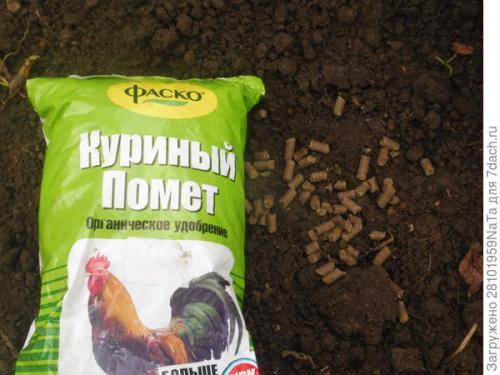 Пересадка кустов в сентябре. Пересадка и посадка декоративных кустарников и цветов осенью. Нужно успеть вовремя