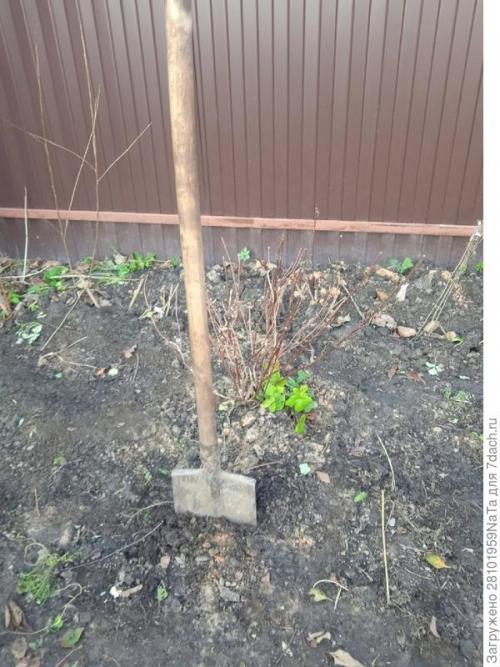 Пересадка кустов в сентябре. Пересадка и посадка декоративных кустарников и цветов осенью. Нужно успеть вовремя