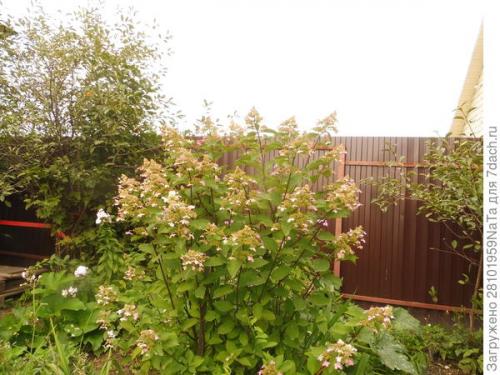 Пересадка кустов в сентябре. Пересадка и посадка декоративных кустарников и цветов осенью. Нужно успеть вовремя