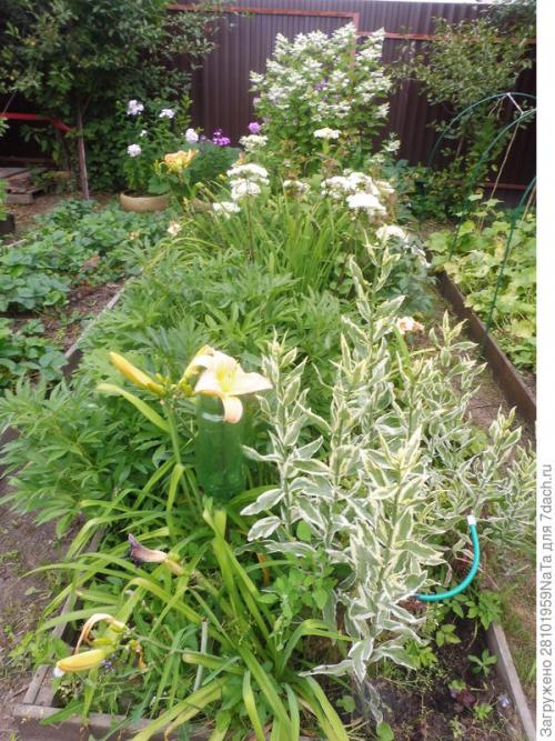 Пересадка кустов в сентябре. Пересадка и посадка декоративных кустарников и цветов осенью. Нужно успеть вовремя