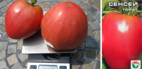 Низкорослые томаты для открытого грунта сибири. Сорта томатов Сибирской селекции: 38 сортов с фото и описаниями