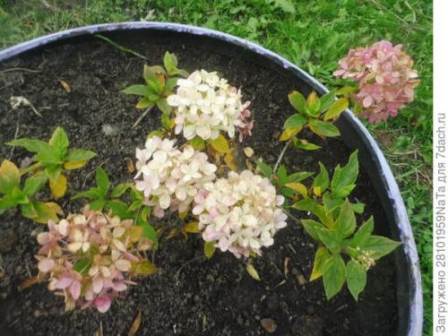 Пересадка кустов в сентябре. Пересадка и посадка декоративных кустарников и цветов осенью. Нужно успеть вовремя