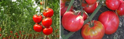 Низкорослые томаты для открытого грунта сибири. Сорта томатов Сибирской селекции: 38 сортов с фото и описаниями