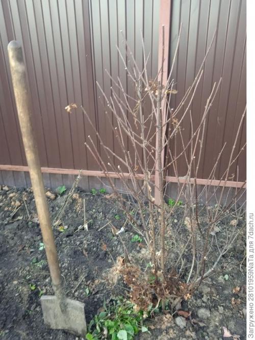 Пересадка кустов в сентябре. Пересадка и посадка декоративных кустарников и цветов осенью. Нужно успеть вовремя