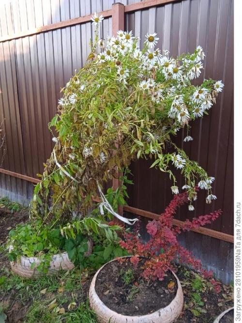 Пересадка кустов в сентябре. Пересадка и посадка декоративных кустарников и цветов осенью. Нужно успеть вовремя
