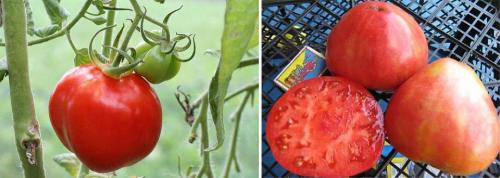 Низкорослые томаты для открытого грунта сибири. Сорта томатов Сибирской селекции: 38 сортов с фото и описаниями