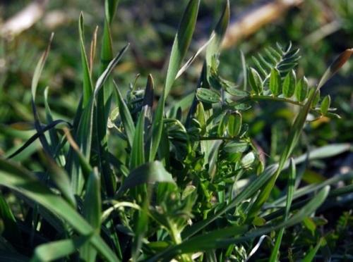 Как часто нужно применять осенние удобрения