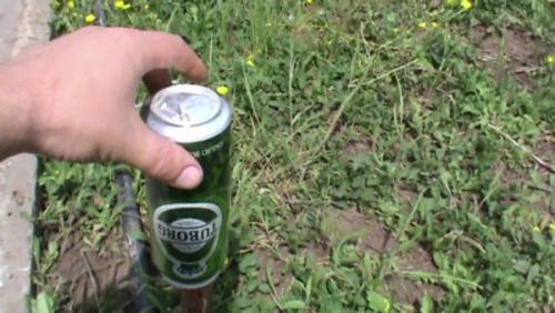 Какие виды кротов могут поселиться на участке