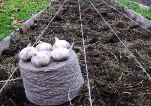 Соседство чеснока с другими овощами. Что можно посадить на одной грядке с чесноком 09 Соседство чеснока с другими овощами. Что можно посадить на одной грядке с чесноком 09